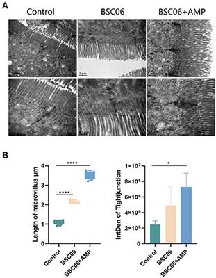 Bacillus amyloliquefaciens SC06 in the diet improves egg quality of hens by altering intestinal microbiota and the effect is diminished by antimicrobial peptide
